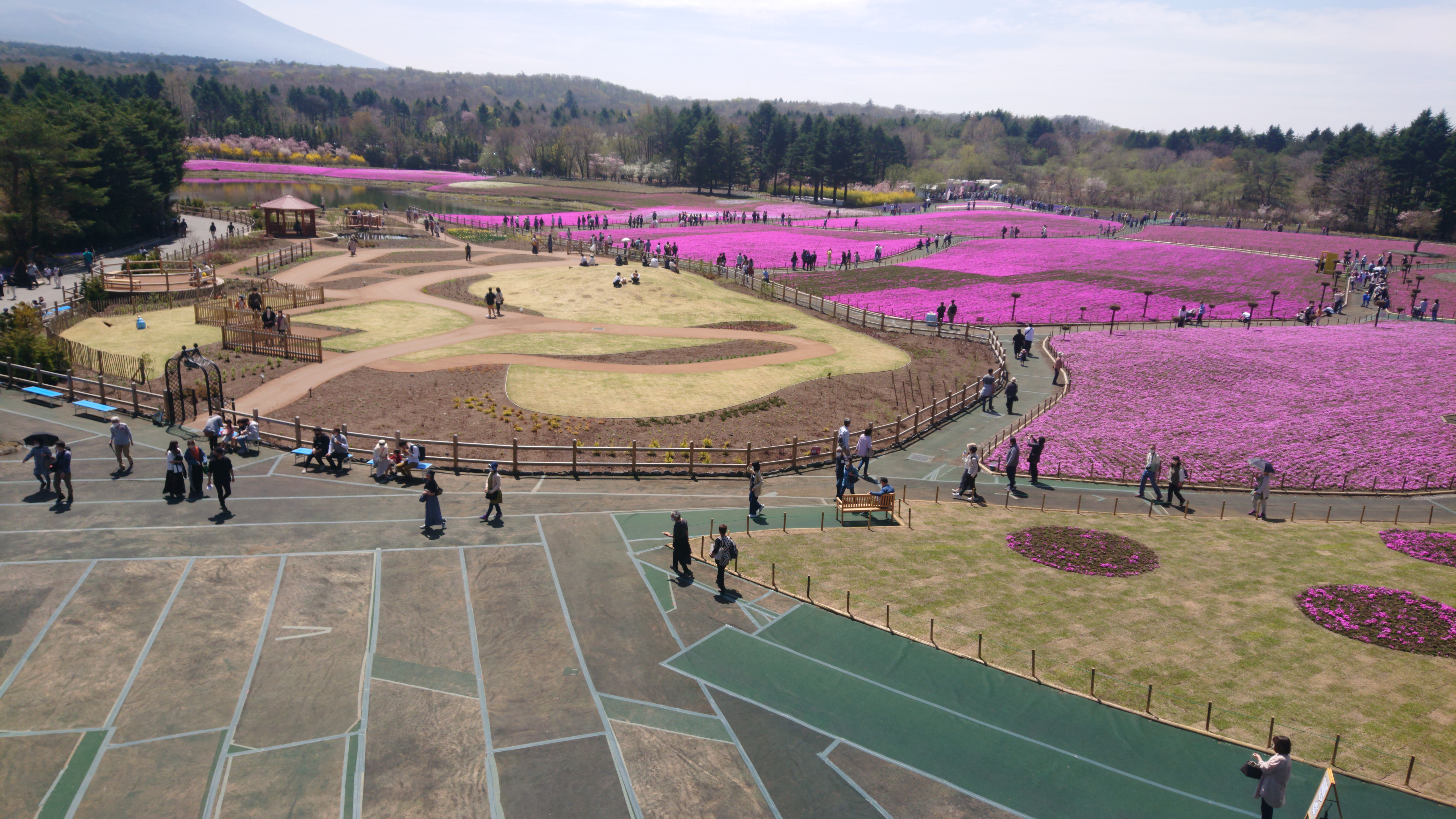 富士芝桜祭り