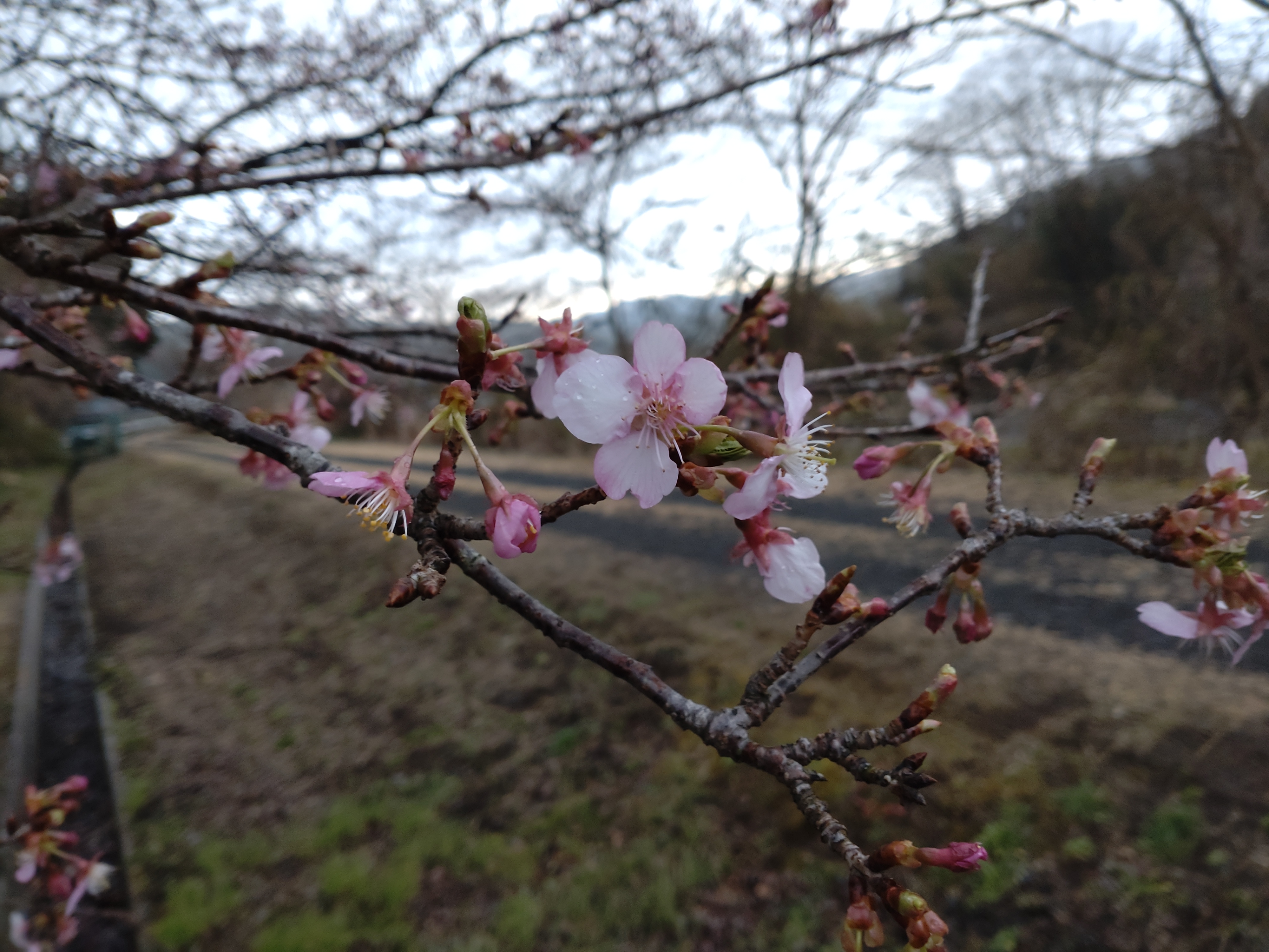 桜